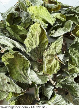 Dried Green Mint Tea Leaves