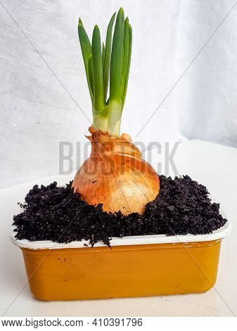 Home-grown Onion With Chives Growing In A Reused Plastic Cup At Home On Window Sil. Zero Waste And H