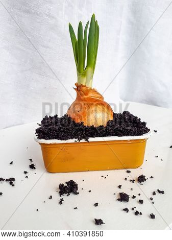 Home-grown Onion With Chives Growing In A Reused Plastic Cup At Home On Window Sil. Zero Waste And H
