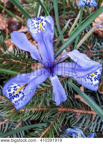 Close Up Of Early Spring Syrian Iris