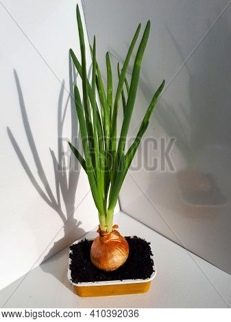 Home-grown Onion With Chives Growing In A Reused Plastic Cup At Home On Window Sil. Zero Waste And I