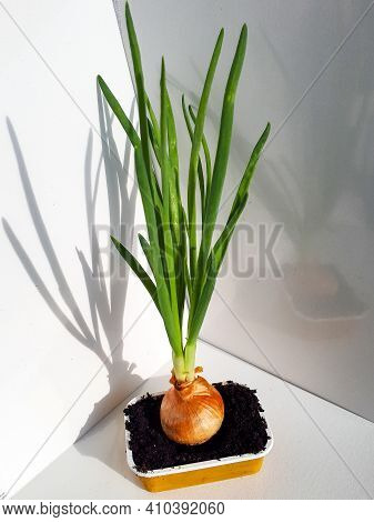 Home-grown Onion With Chives Growing In A Reused Plastic Cup At Home On Window Sil. Zero Waste And I