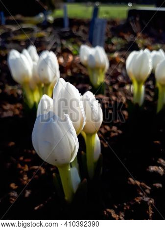 Blooming White Colchicum Flowers In The Garden Covoerd With Water Drops