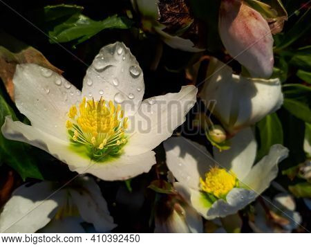 White Cristmas Roses In Early Spring Covered With Water Drops