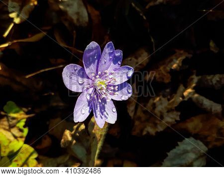 First Of The Spring Wildflowers Large Blue Hepatica With Water Drops