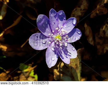 First Of The Spring Wildflowers Large Blue Hepatica With Water Drops