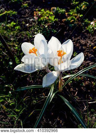 Group Of Early Spring White Crocus Flower Blooms In Sunlight In The Morning. Vibrant Colors. Early S