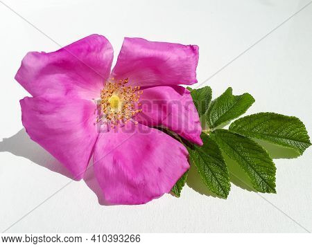Rugosa Rose Or Beach Rose (rosa Rugosa) In Bloom With Foliage On Sunlight Isolated On White Backgrou