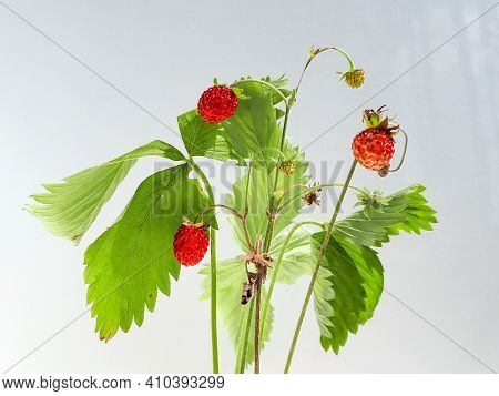Wild Strawberry (fragaria Vesca) Plant With Fruits And Foliage Isolated Against White On Sunlight. W