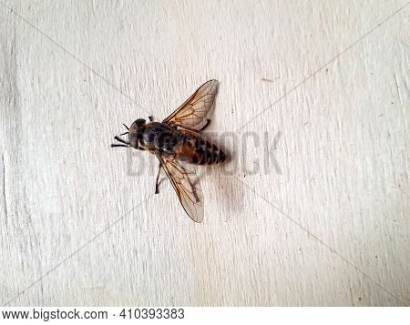 High Angle View Of Pale Giant Horse Fly On Wood