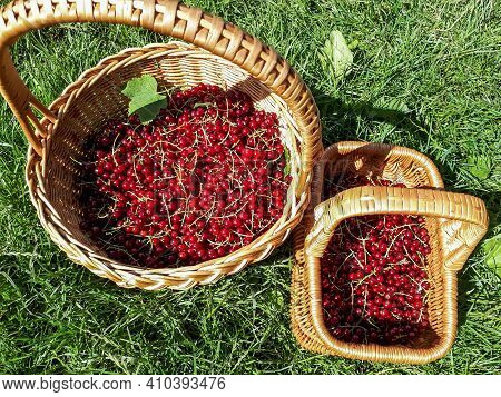 Two Wooden Baskets With Perfect Ripe Red Currants In The Sunlight On The Grass In The Garden