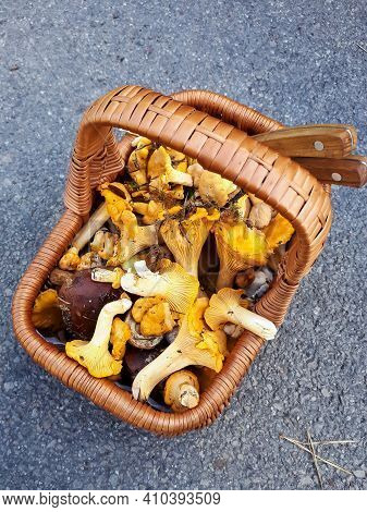 Wooden Basket Full With Mushrooms - Chantarelle And Porcini