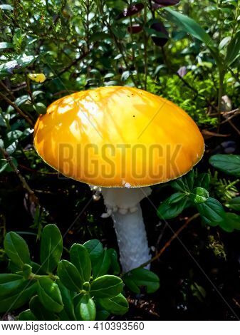 Beautiful Single Gemmed Amanita Yellow Mushroom With White Warts