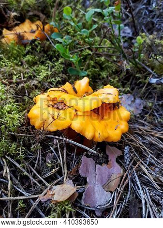 Group Of Yellow Chantarelle Mushrooms In The Moss Between Dry Leaves And Forest Vegetation