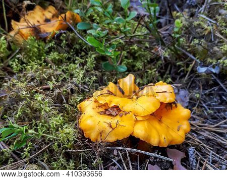 Group Of Yellow Chantarelle Mushrooms In The Moss Between Dry Leaves And Forest Vegetation
