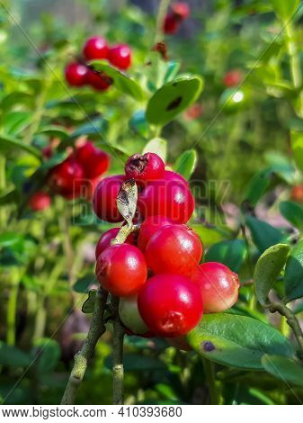 Perfect Ripe , Red Lingonberries On A Shrub In The Forest Between Leaves