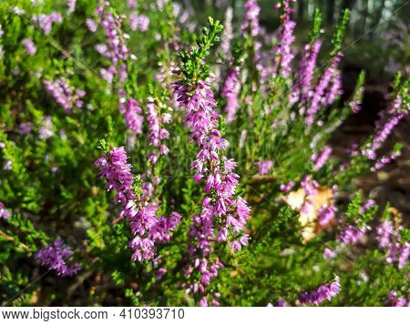 Macro Shot Of Pink Common Heather. Low-growing Evergreen Shrub In A Sunlight
