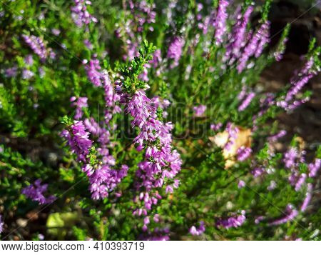 Pink Common Heather. Low-growing Evergreen Shrub In A Sunlight