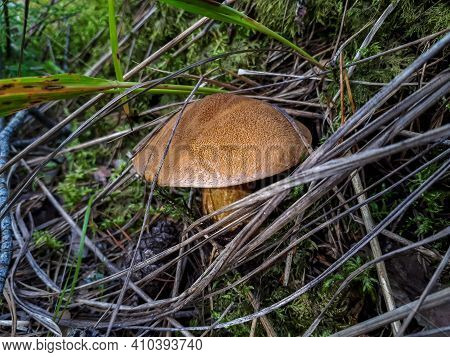 Brown - Yellow Perfect Mushroom Velvet Bolete In Dry Leaves And Moss In The Forest