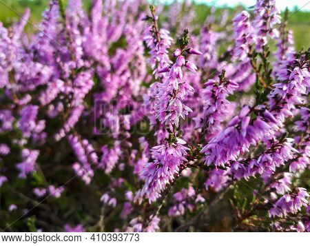 Macro Shot Of Pink Common Heather Flowering Plant