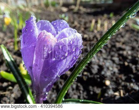 Early Spring Bright Violet Crocus Flower Bloom In Sunlight With Water Drops On Petals