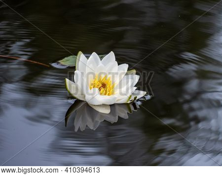 Delicate White Water-lily Flower Blooming With Yellow Middle And Its Reflection In The Lake Water