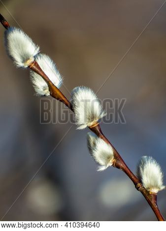 Macro Shot Of Blossoming Pussy-willow.