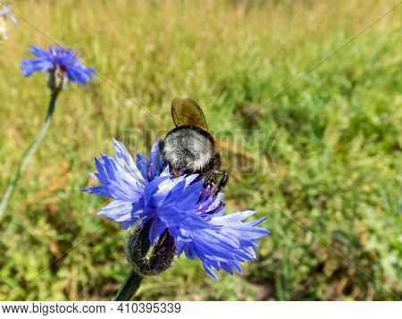 A Beautiful Macro Picture Of A Bumblebee Extracting Pollen From A Cornflower