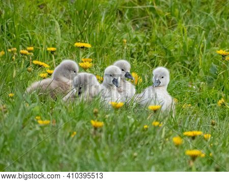 Five Mute Swan Cygnets Sitting In The Grass With Yellow Flowers In A Early Morning.