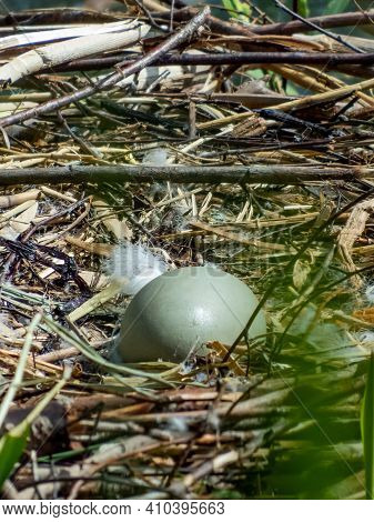 Big And Greenish Egg Of Mute Swan In The Nest