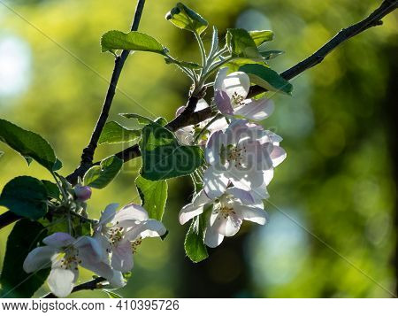 Macro Shot Of Blossoming Pussy-willow With Forest Background. The First Signs Of Spring Expressions: