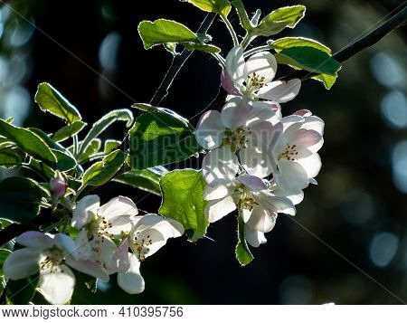 Macro Shot Of Blossoming Pussy-willow With Forest Background. The First Signs Of Spring Expressions: