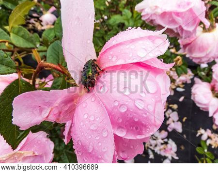 Green And Copper Rose Chafer (cetonia Aurata) On A Pink Rose Petals Covered With Water Drops. Side V