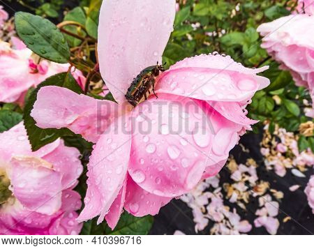 Green And Copper Rose Chafer (cetonia Aurata) On A Pink Rose Petals Covered With Water Drops. Side V