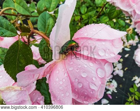 Green And Copper Rose Chafer (cetonia Aurata) On A Pink Rose Petals Covered With Water Drops. Side V