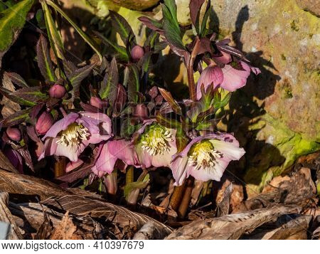 Group Of Early Spring Flowers Purple Hellebore