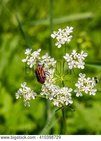 Striped Black And Red Shield Bug On A White Flower With Green Background