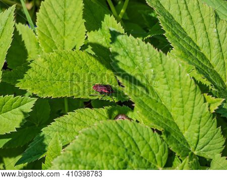 Striped Black And Red Shield Bug On A Green Leaf