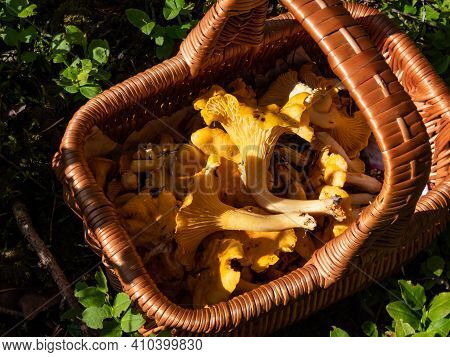 Wooden Basket Full With Big Chanterelle Mushrooms On Green Forest Ground In Bright Sunlight