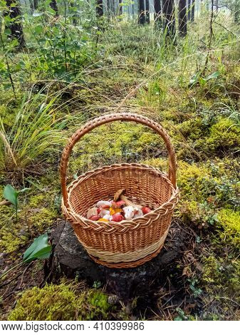 Wooden Basket On The Tree Stem With Colorful Mushrooms In A Beautiful Green Forest With Green Moss. 
