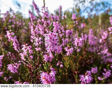 Close Up Shot Of Pink Common Heather Flowering Plant