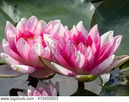 Beautiful Bright Pink Water-lily Flowers Blooming With Yellow Middle On Green Leaves In Sunlight