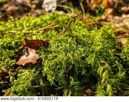 Forest Floor Carpet Covered In Green Moss - Long-leaved Tail-moss In Wet Forest. European Moss Speci