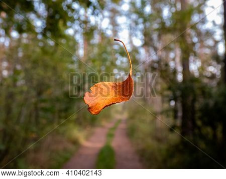 Defoliation. A Single Orange And Brown Dry Leaf Falling In The Forest With Forest Road And Trees Bac