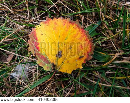 A Fresh Aspen Leaf In Autumn On The Ground. Fall Pigments In A Leaf Changing Colors. Leaf With Every