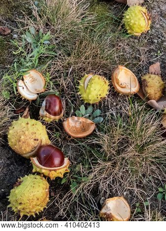 Fresh Horse Chestnuts. Autumn Background With Heap Of Ripe Brown Horse Chestnuts And Prickly Shell O