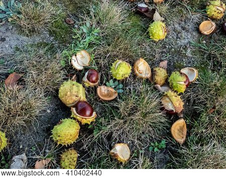 Fresh Horse Chestnuts. Autumn Background With Heap Of Ripe Brown Horse Chestnuts And Prickly Shell O