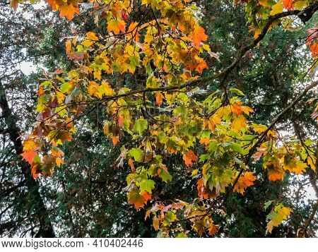 Maple Autumn Leaves On The Tree. Fall Outdoor Background With Colorful Leaves In October. Beautiful,
