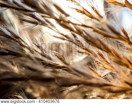 Textured Golden Background Of Ornamental Plant Silvergrass