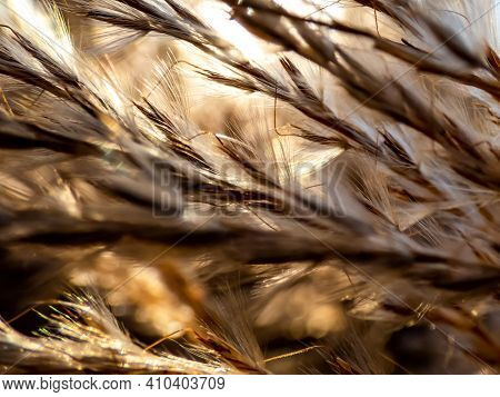 Textured Golden Background Of Ornamental Plant Silvergrass